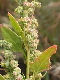 Attēlu rezultāti vaicājumam “Chenopodium polyspermum var. acutifolium flower”
