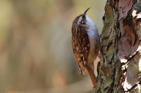 Attēlu rezultāti vaicājumam “Certhia familiaris”