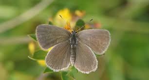 Attēlu rezultāti vaicājumam “Cupido minimus female”