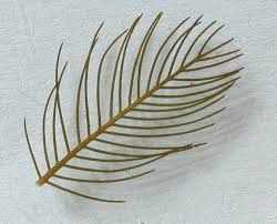 Attēlu rezultāti vaicājumam “Myriophyllum alterniflorum leaf”