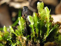 Attēlu rezultāti vaicājumam “Tetraphis pellucida”