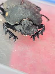 Image result for pheega