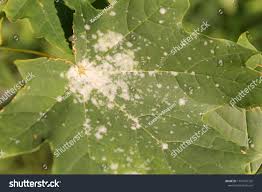 Attēlu rezultāti vaicājumam “Sawadaea tulasnei”