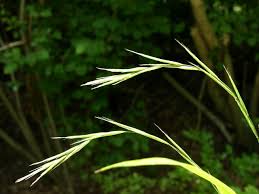Attēlu rezultāti vaicājumam “Brachypodium sylvaticum leaf”