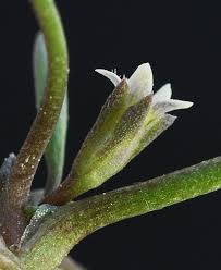 Attēlu rezultāti vaicājumam “Limosella aquatica flower”