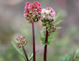 Attēlu rezultāti vaicājumam “Poterium sanguisorba”