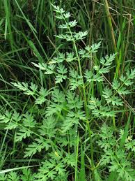 Attēlu rezultāti vaicājumam “Peucedanum palustre flower”
