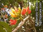 <b>Castanospermum</b> australe, Black