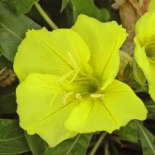 Image result for Nachtkerze