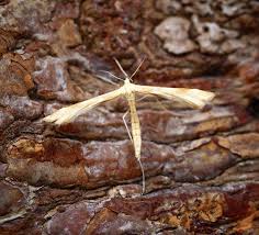 Attēlu rezultāti vaicājumam “Gillmeria pallidactyla”