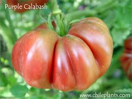 Afbeeldingsresultaat voor purple calabash tomato