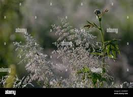 Attēlu rezultāti vaicājumam “Poa palustris leaf”