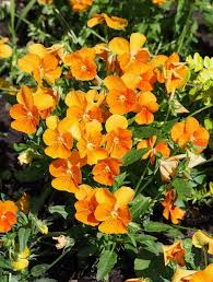 Image result for Viola cornuta