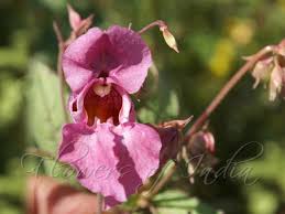 Image result for Impatiens glandulifera