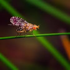 Attēlu rezultāti vaicājumam “Trypetoptera punctulata”