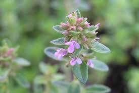 Attēlu rezultāti vaicājumam “Thymus pulegioides leaf”
