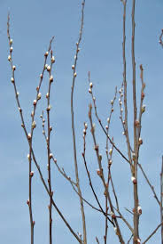 Attēlu rezultāti vaicājumam “Salix caprea”