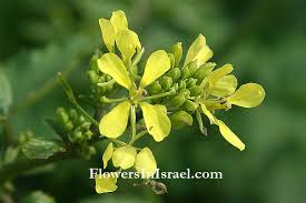 Attēlu rezultāti vaicājumam “Sinapis arvensis flower”