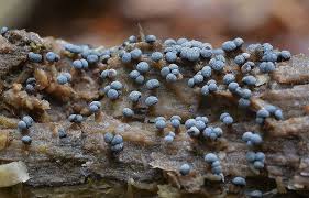 Attēlu rezultāti vaicājumam “Badhamia lilacina plasmodium”