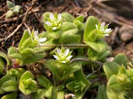 Attēlu rezultāti vaicājumam “Cerastium semidecandrum leaf”