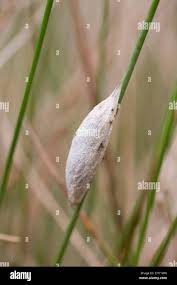Attēlu rezultāti vaicājumam “Euthrix potatoria cocoon”