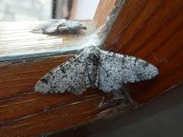 Attēlu rezultāti vaicājumam “Biston betularia”