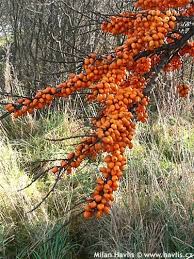 Attēlu rezultāti vaicājumam “Hippophae rhamnoides leaf”