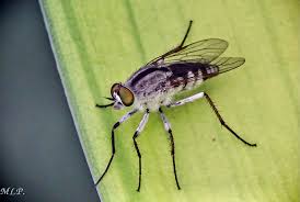 Attēlu rezultāti vaicājumam “Therevidae”