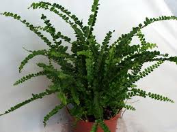 Image result for НЕФРОЛЕПИС (Nephrolepis