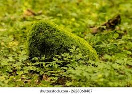 Attēlu rezultāti vaicājumam “Hypnum”