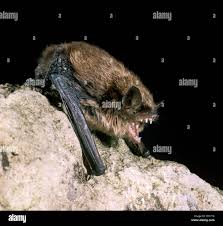 Attēlu rezultāti vaicājumam “Myotis brandtii”