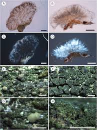 Attēlu rezultāti vaicājumam “Micarea sp.”