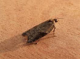 Attēlu rezultāti vaicājumam “Acleris laterana”