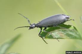 Attēlu rezultāti vaicājumam “Cribraria ferruginea macro”