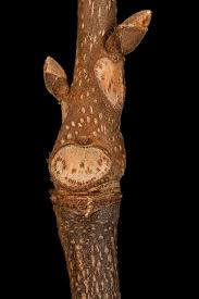 Attēlu rezultāti vaicājumam “Carya ovata leaf”