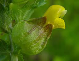 Attēlu rezultāti vaicājumam “Rhinanthus minor”