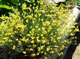Image result for Helichrysum lindleyii