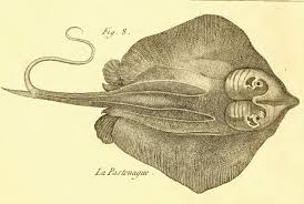 Image result for Dasyatis pastinaca