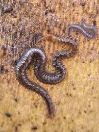 Attēlu rezultāti vaicājumam “Geophilidae”