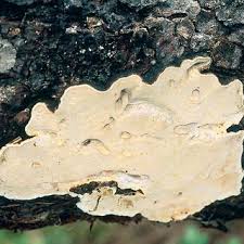 Attēlu rezultāti vaicājumam “Antrodia crassa”