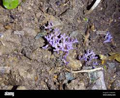 Attēlu rezultāti vaicājumam “Ramariopsis pulchella”