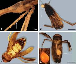 Attēlu rezultāti vaicājumam “Hydrachna”