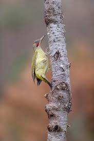 Attēlu rezultāti vaicājumam “Picus viridis”