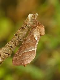 Attēlu rezultāti vaicājumam “Hepialus sylvina female”