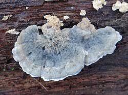 Attēlu rezultāti vaicājumam “Postia guttulata”