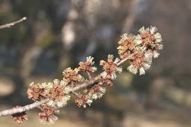 Attēlu rezultāti vaicājumam “Acer saccharinum bud”
