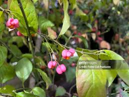 Attēlu rezultāti vaicājumam “Euonymus europaeus fruit”