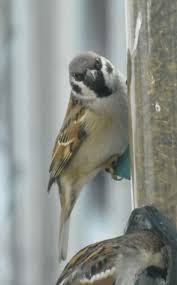 Image result for Passer montanus