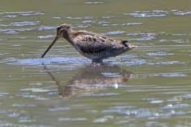 Image result for Gallinago gallinago