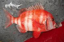 Image result for Chrysoblephus cristiceps